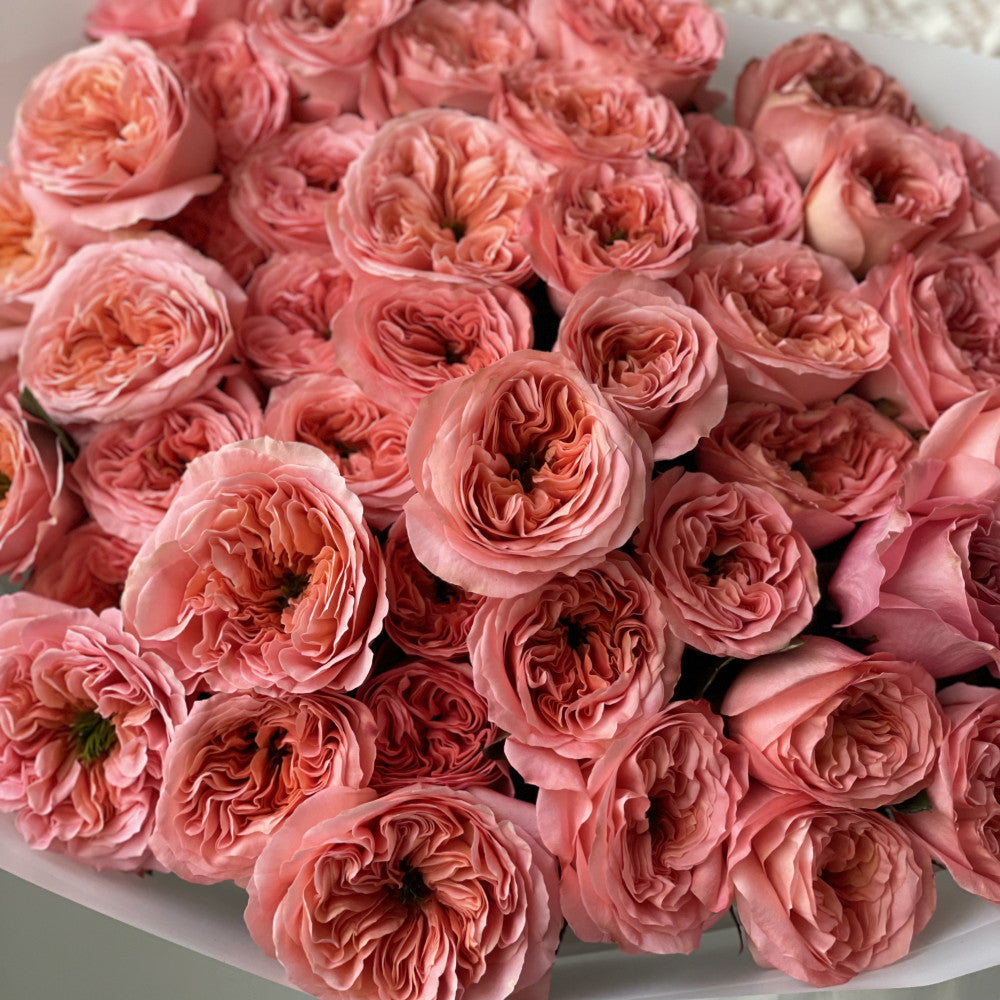 Candy Expression Bloom