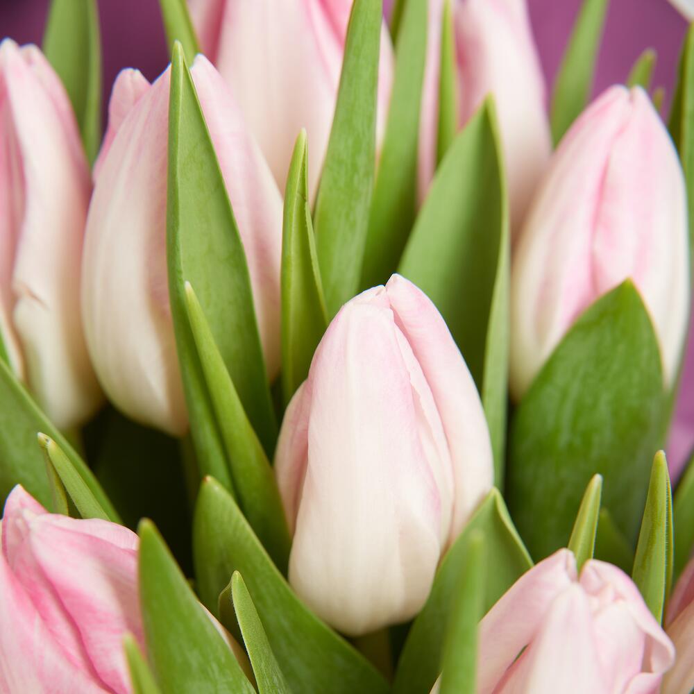 Blush Tulip