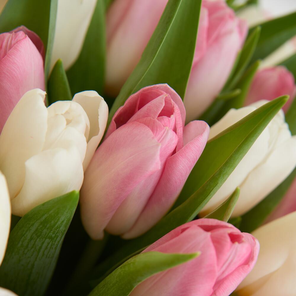 Tulip Cloud