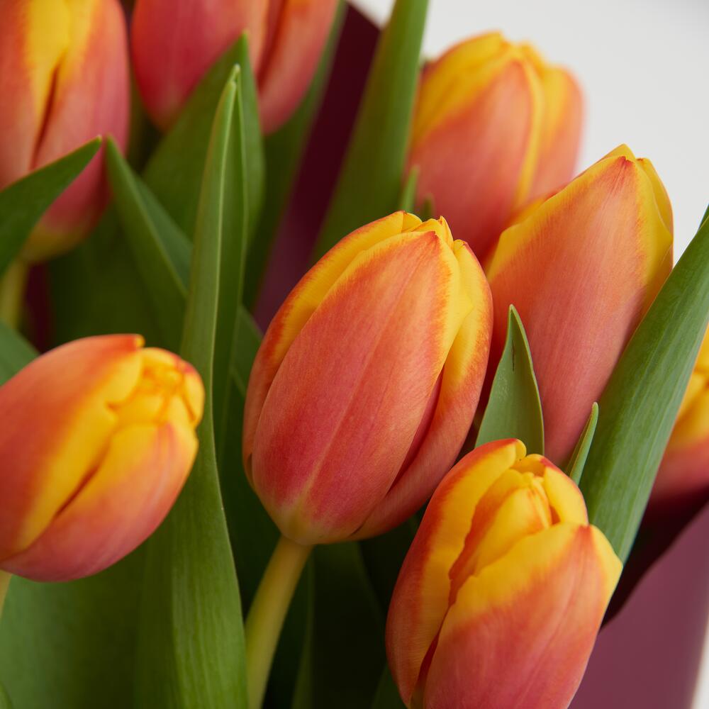 Sunrise Petals