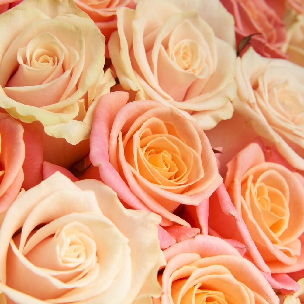 Spice Bloom