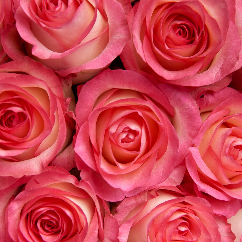 Coral Bloom