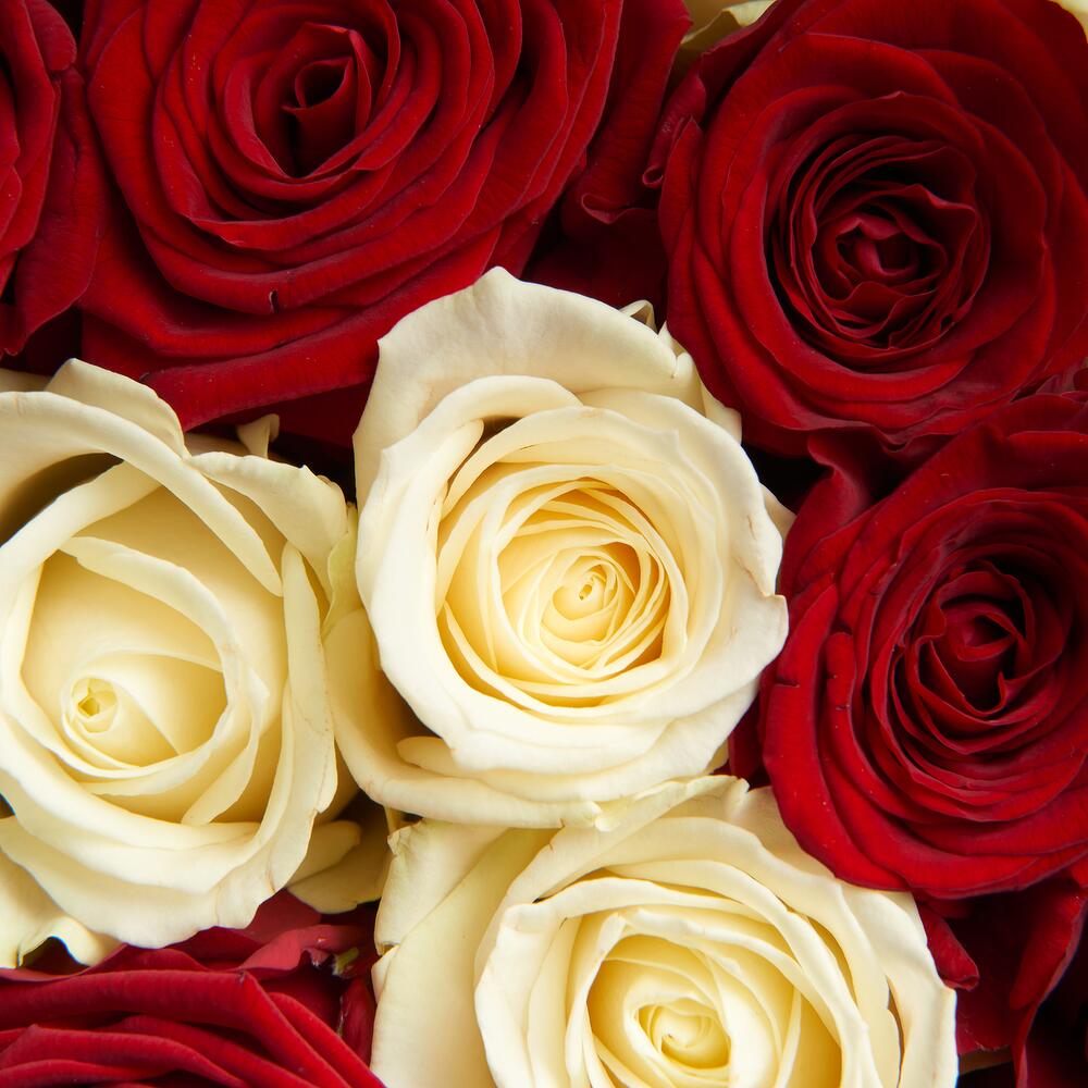 Rose Duo