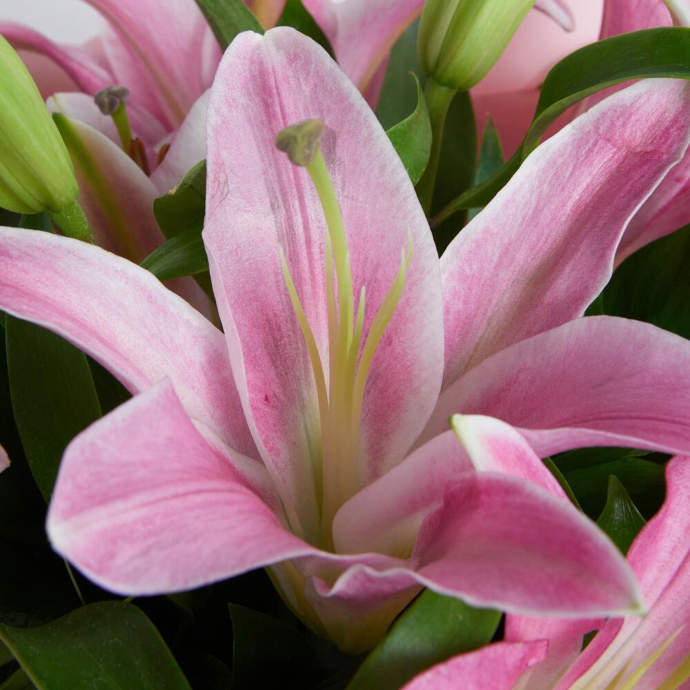 Lily Blush