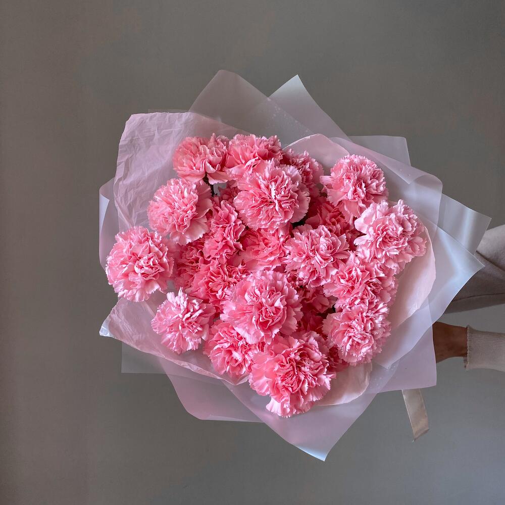 Soft Pink Carnation
