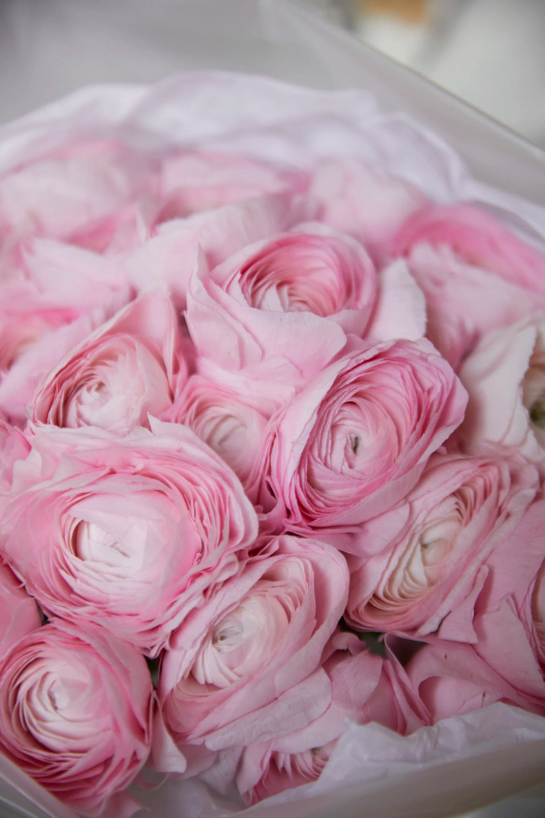 Blush Reverie