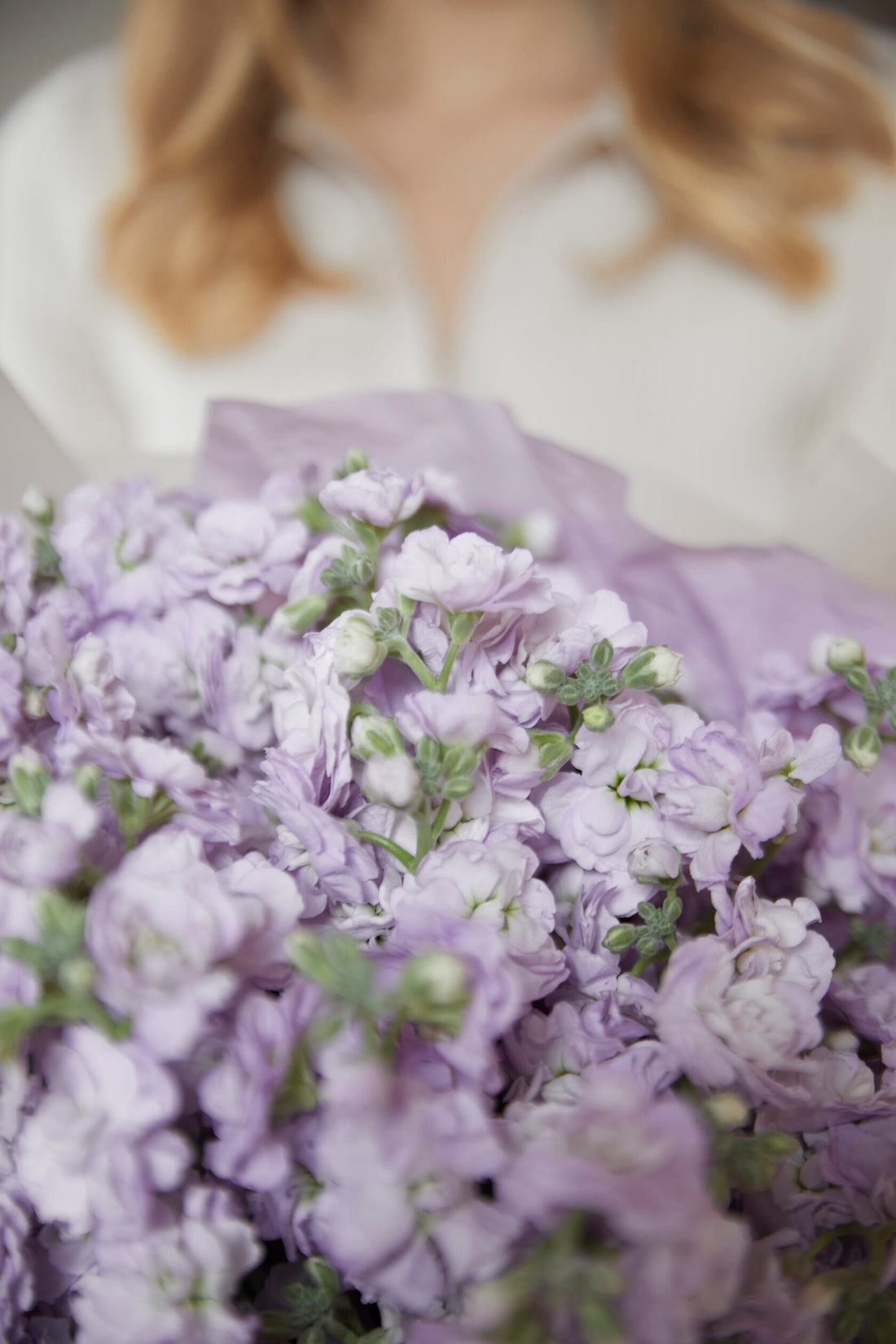 Purple Muse