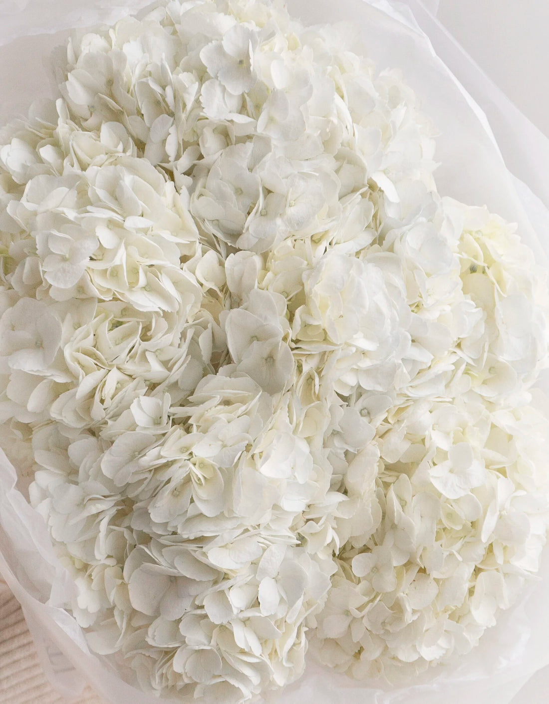 Blanche Elegance